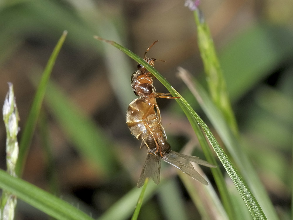 Lasius sp. Copula e dismissione dell''abito nuziale